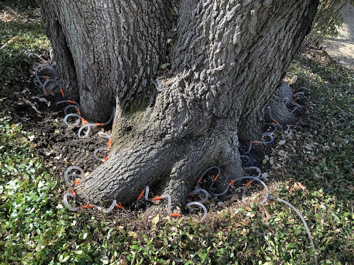 Detailed Tree Cabling and Bracing job site in Pevely